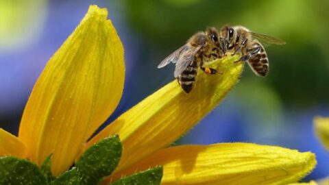 apis mellifica - abeille