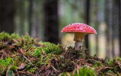 AGARICUS