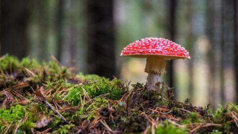 mushroom, amanita, moss