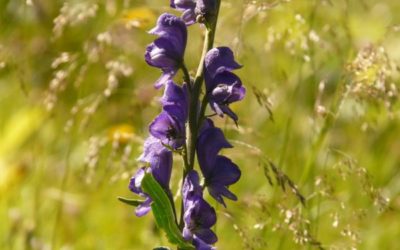 ACONITUM