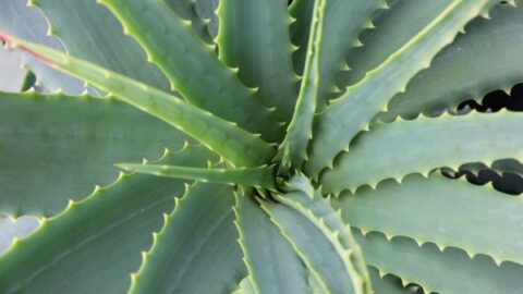 aloe vera, succulent, cactus
