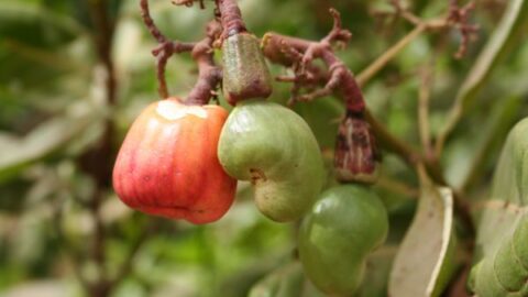 anacardium - Fève de Malacca