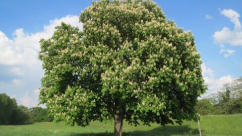 Aesculus - Marronnier d'Inde