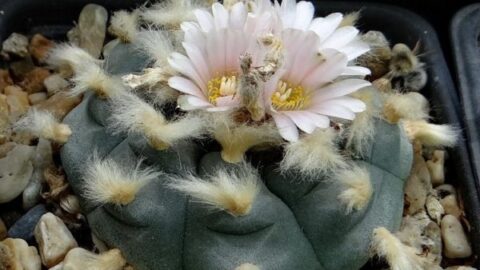 Anhalonium williamsi