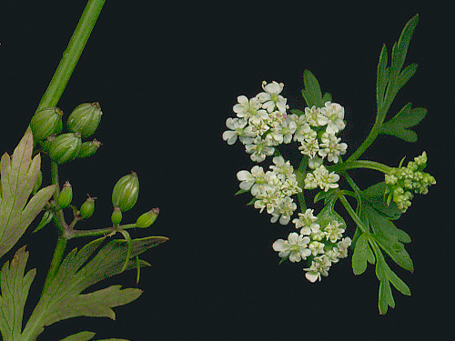 Photo by b52_Tresa flower, marsh thistle, bud