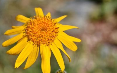 ARNICA MONTANA