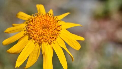 beautiful flowers, flower background, flower wallpaper