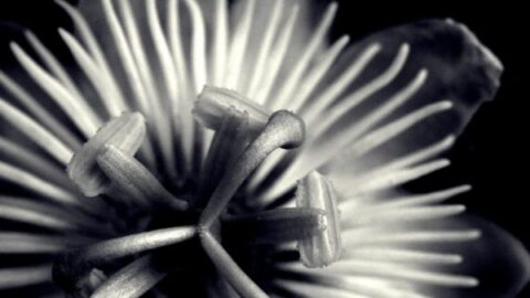 Details of exotic Passiflora foetida flower against black background