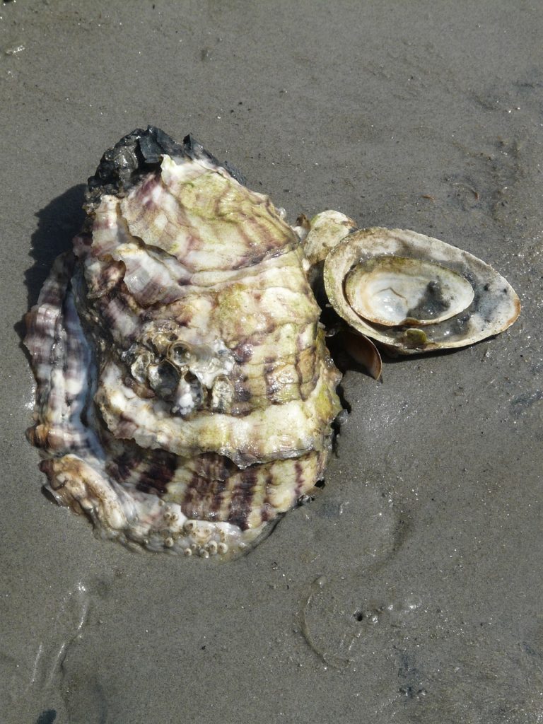 Coquille d'huître, carbonate de calcium