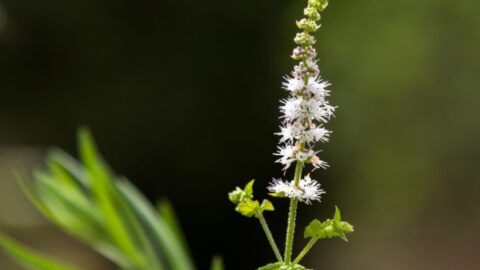 Actea racemosa - actée à grappes