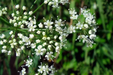 CICUTA VIROSA