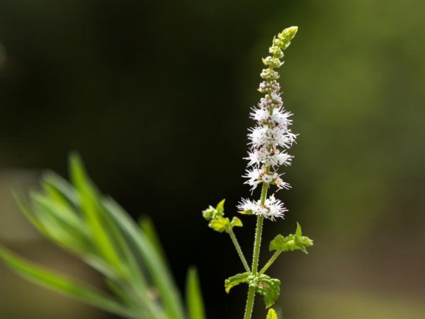 flower, marsh thistle, bud