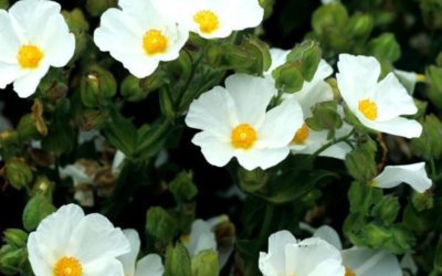 CISTUS CANADENSIS