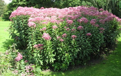 EUPATORIUM PERFOLIATUM
