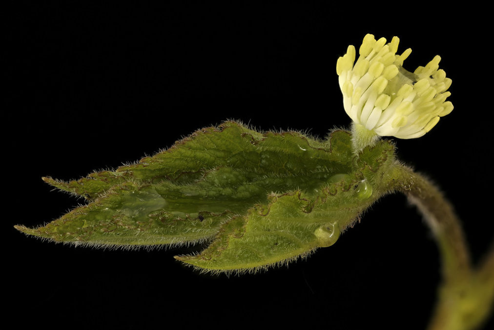 HYDRASTIS