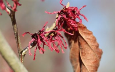 ​HAMAMELIS