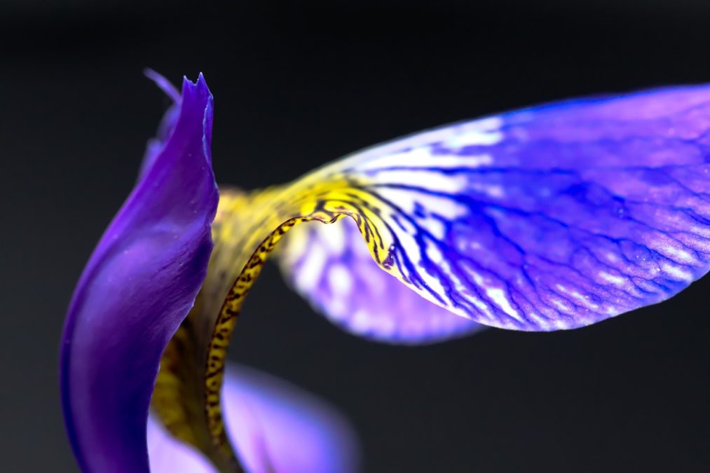​IRIS VERSICOLOR