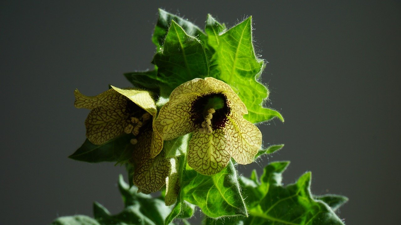 flower, marsh thistle, bud