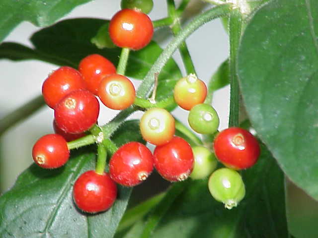 flower, marsh thistle, bud