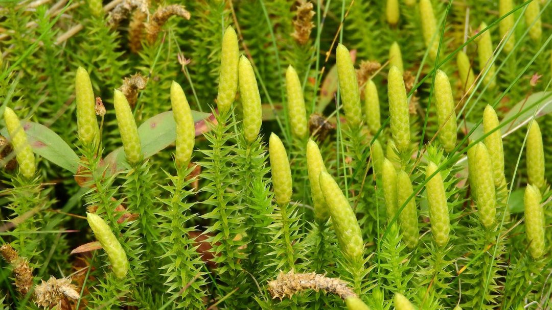 LYCOPODIUM CLAVATUM