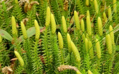 LYCOPODIUM CLAVATUM