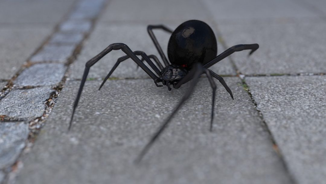 LATRODECTUS MACTANS