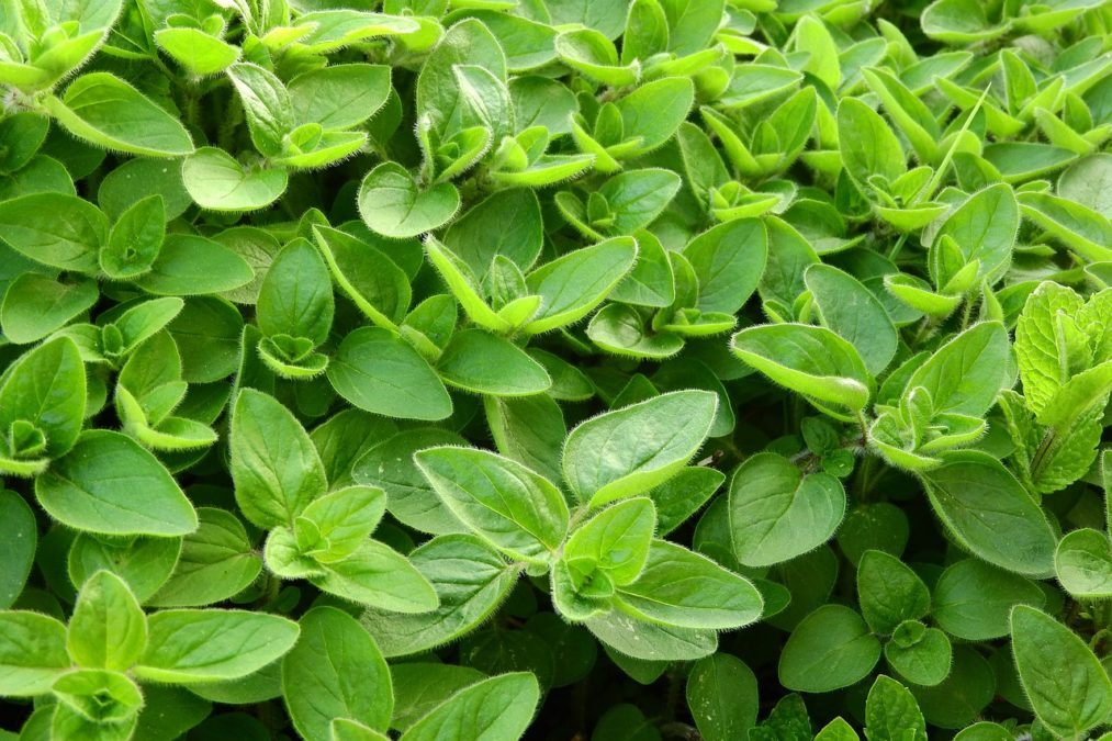 ORIGANUM