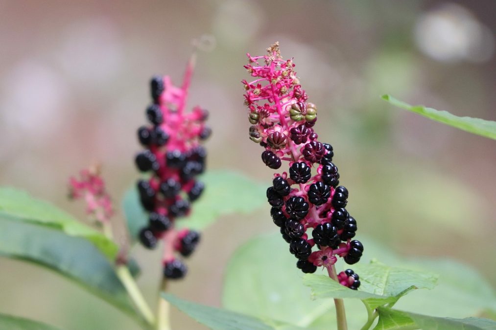 PHYTOLACCA