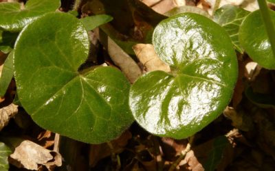 ​ASARUM