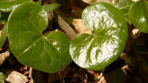 asarum