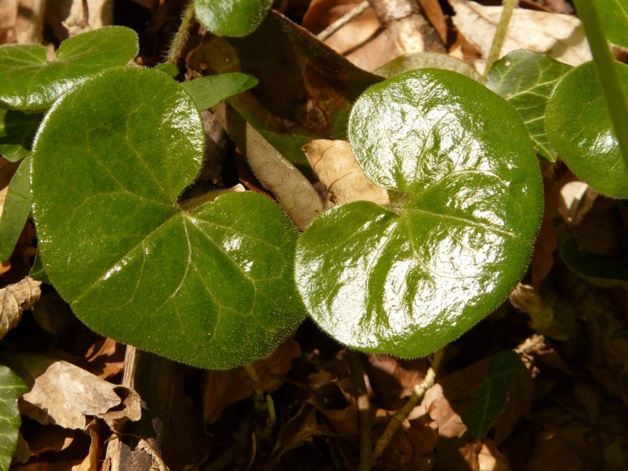 ​ASARUM