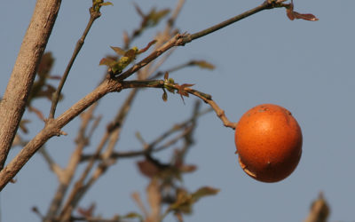 NUX VOMICA
