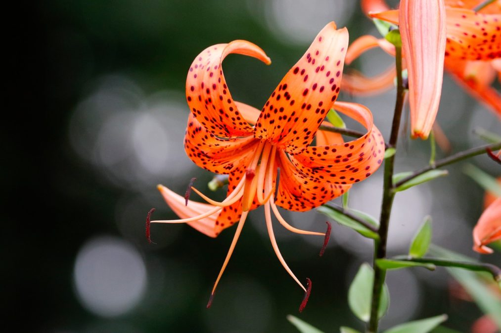 LILIUM TIGRINUM