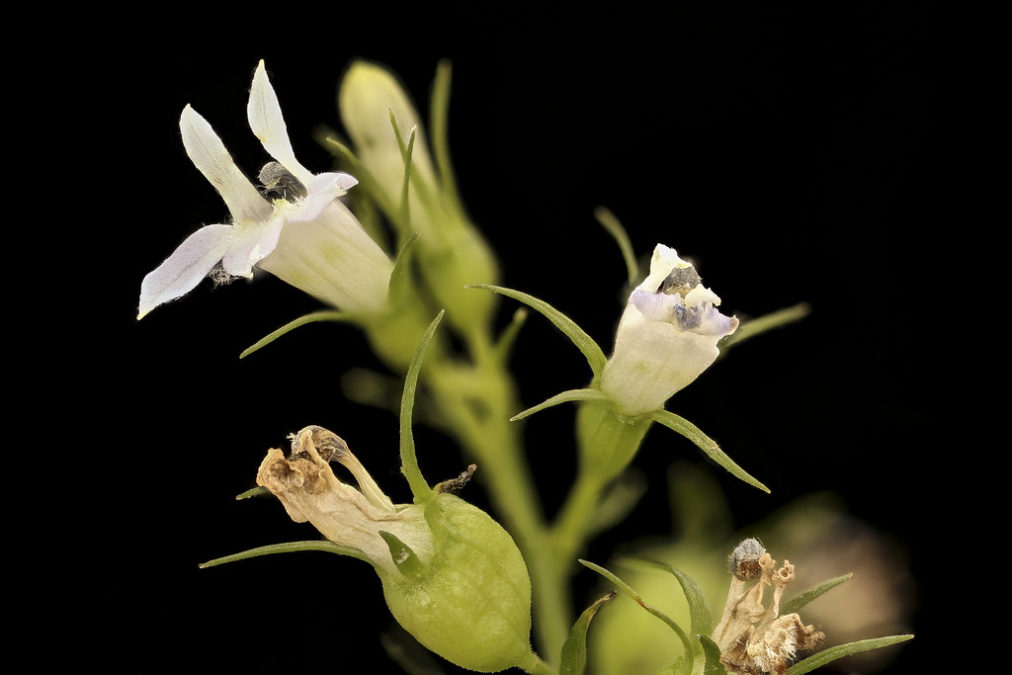 LOBELIA INFLATA