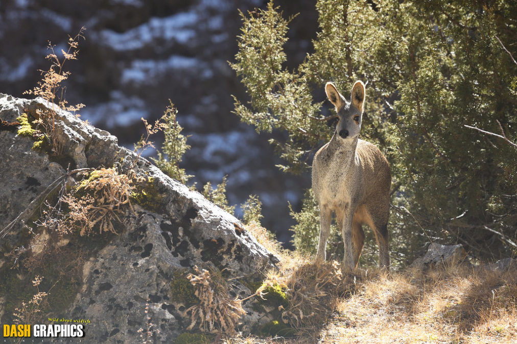 MOSCHUS