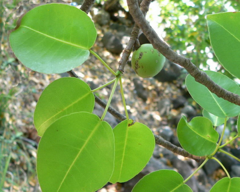 MANCINELLA