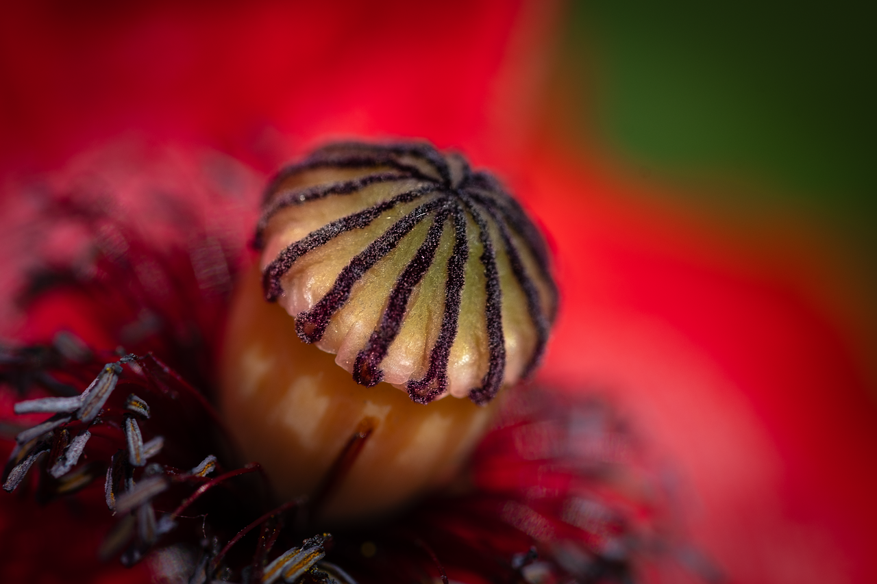 Photo by b52_Tresa flower, marsh thistle, bud
