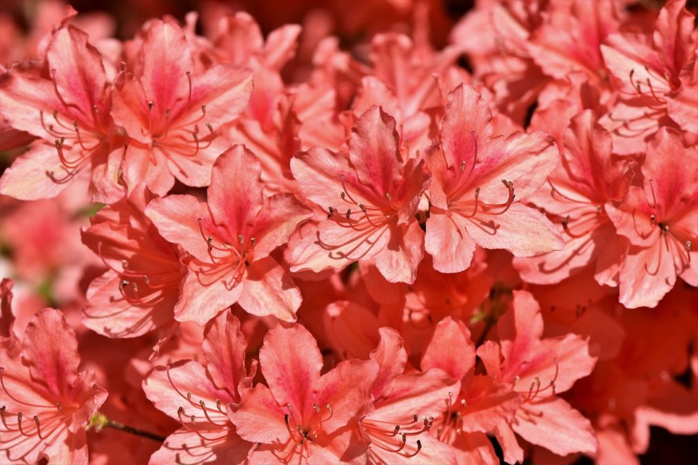 ​RHODODENDRON