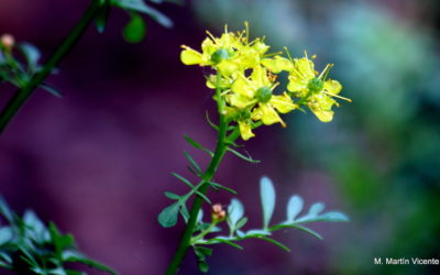 RUTA GRAVEOLENS