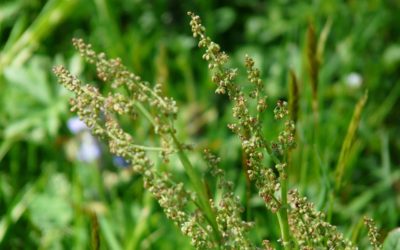 RUMEX CRISPUS