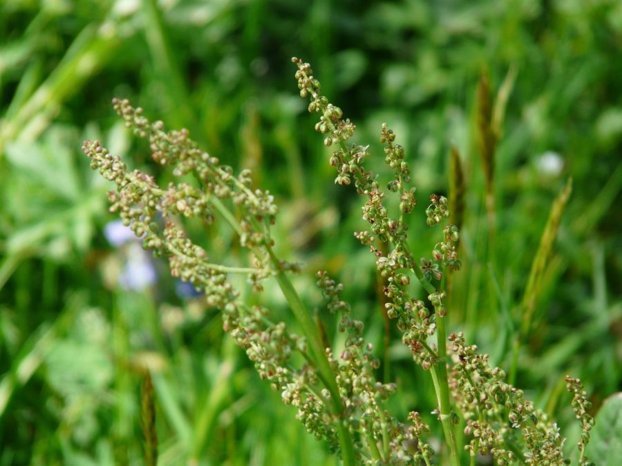 RUMEX CRISPUS