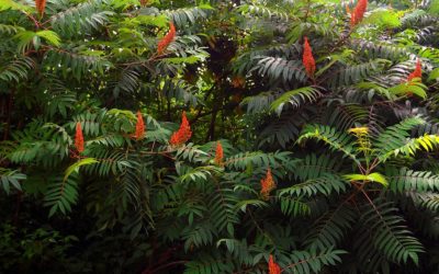 RHUS TOXICODENDRON