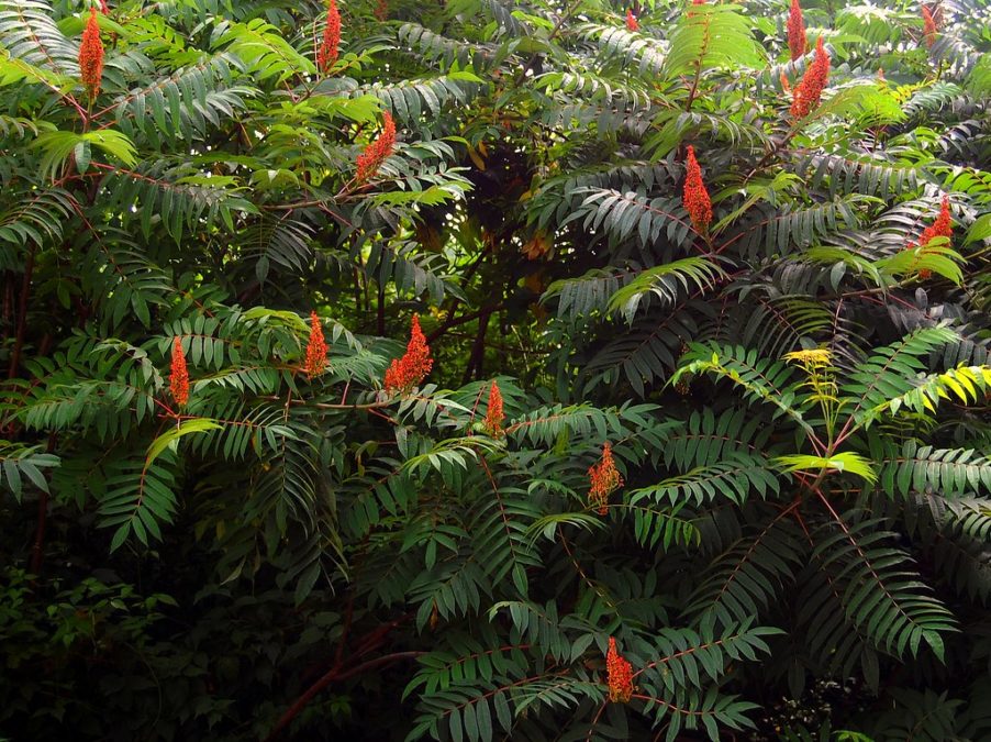 RHUS TOXICODENDRON
