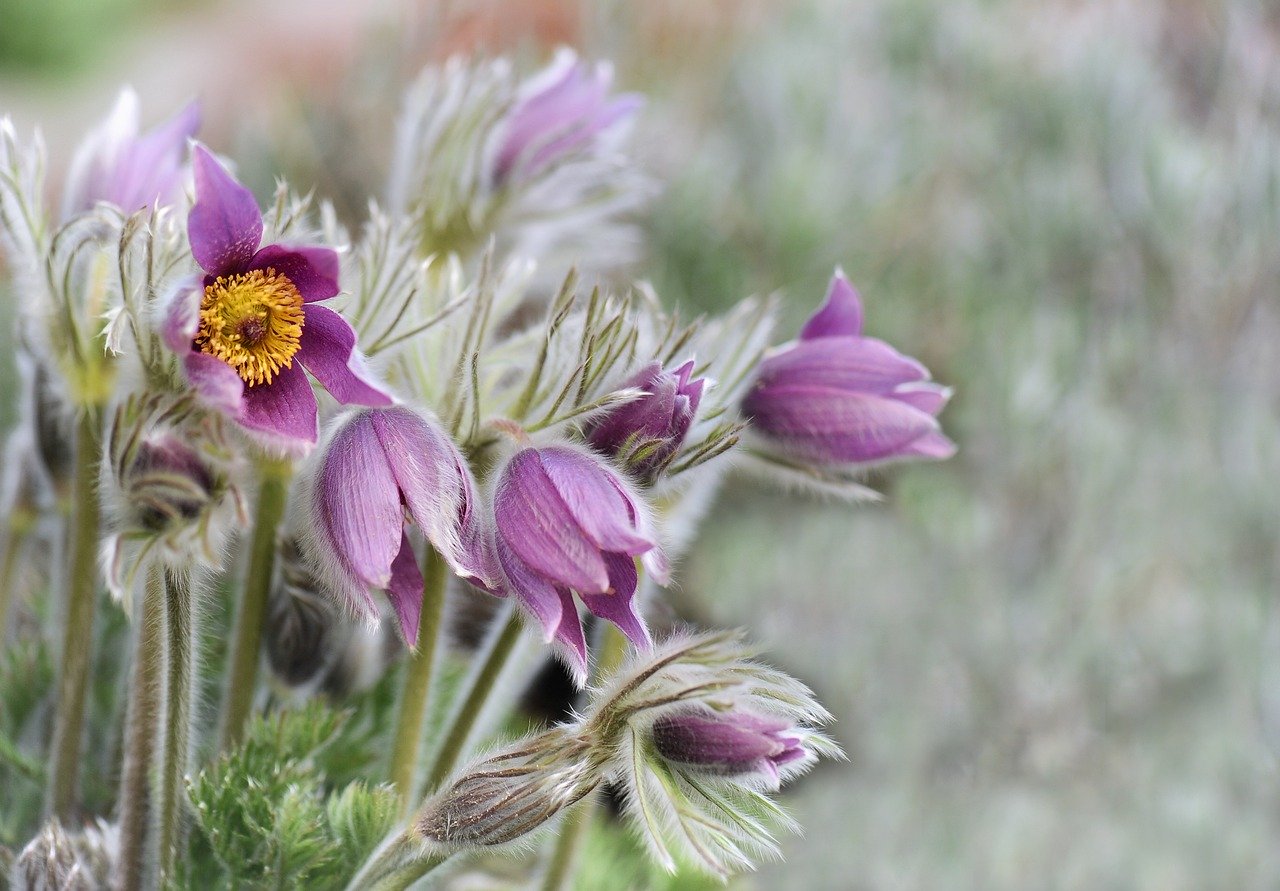 flower, marsh thistle, bud