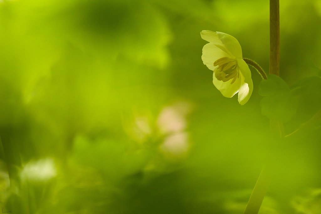 Photo by b52_Tresa flower, marsh thistle, bud
