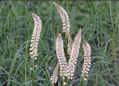 Photo by b52_Tresa flower, marsh thistle, bud