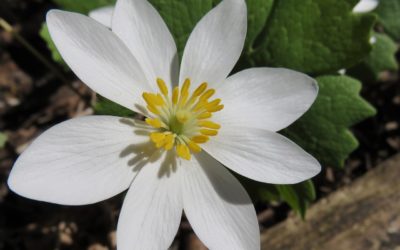 SANGUINARIA
