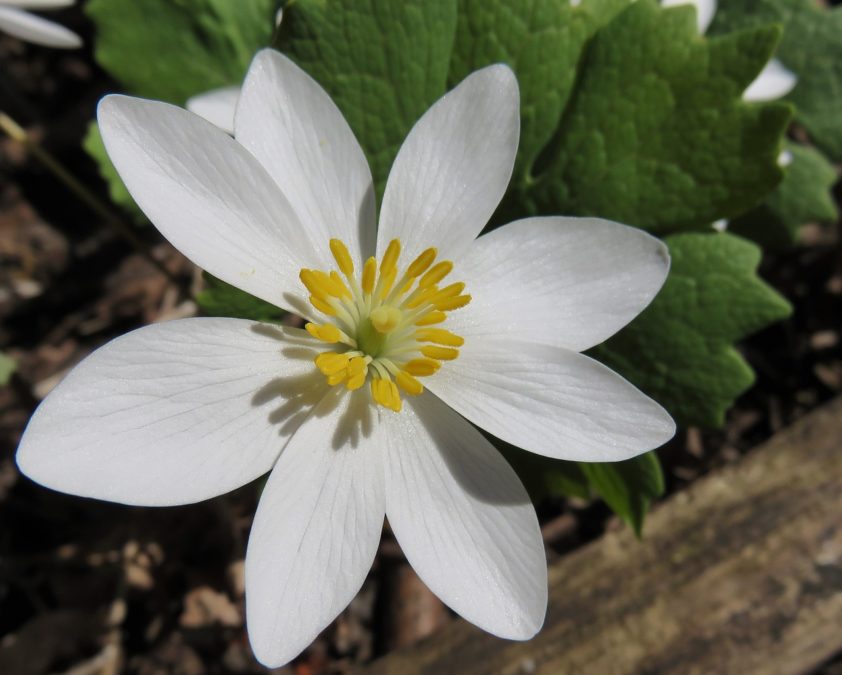 SANGUINARIA