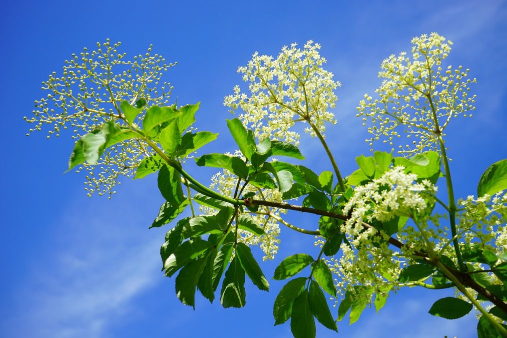 SAMBUCUS NIGRA