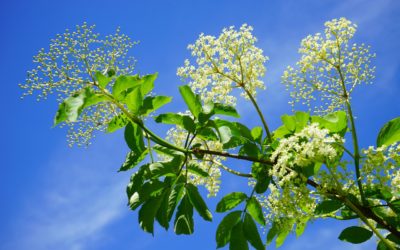 SAMBUCUS NIGRA